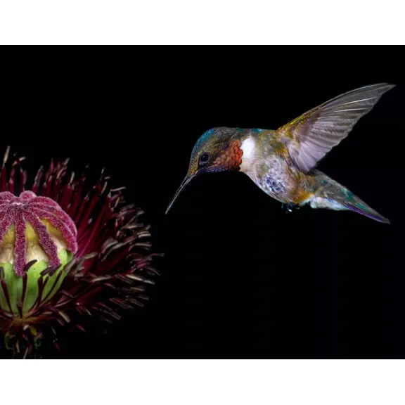 3D WILDLIFE LENTICULAR PRINT PICTURE POSTER 3D WALL ART - HUMMINGBIRD / POPPY