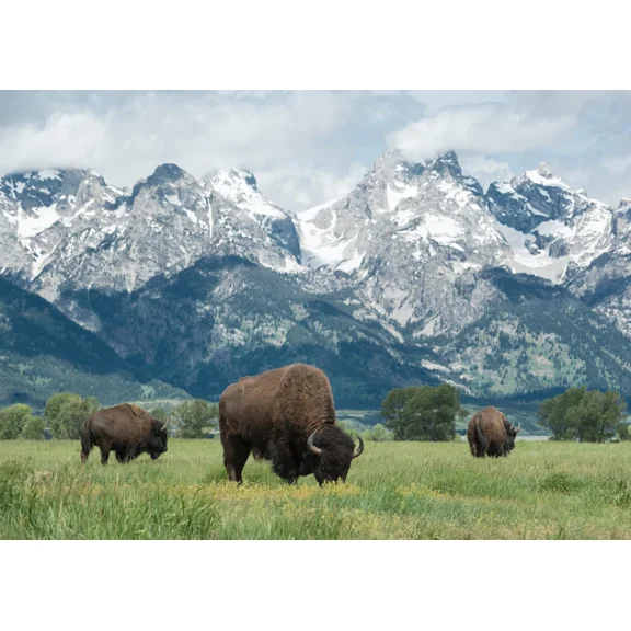 3D Wildlife Lenticular Print Picture Poster Wall Art - Bison / Buffalo (3-Flip)