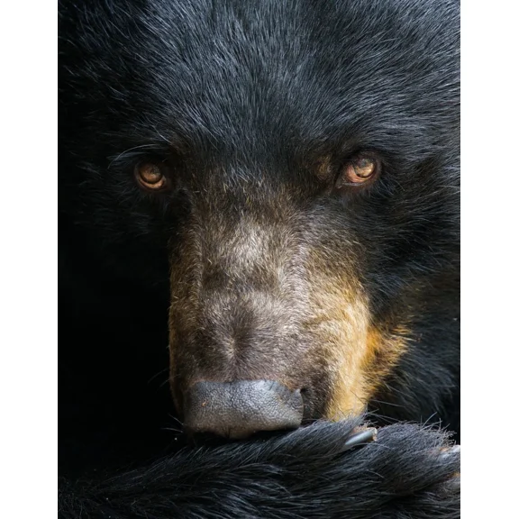 3D WILDLIFE LENTICULAR PRINT / PICTURE / WALL ART - BLACK BEAR FACE