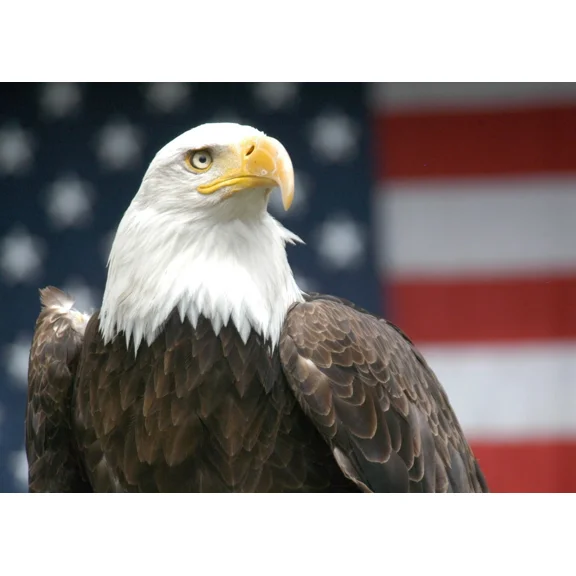 Nu-Venture LLC 3D Wildlife Lenticular Picture Wall Art Poster American Eagle and Flag 16" x 12"