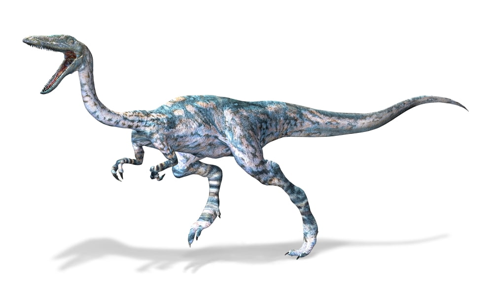 3D rendering of a Coelophysis dinosaur Canvas Art - Leonello CalvettiStocktrek Images (19 x 11)