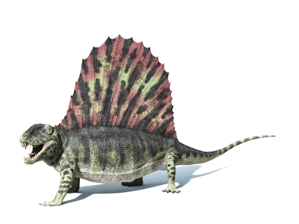 3D rendering of a Dimetrodon dinosaur Canvas Art - Leonello CalvettiStocktrek Images (17 x 13)