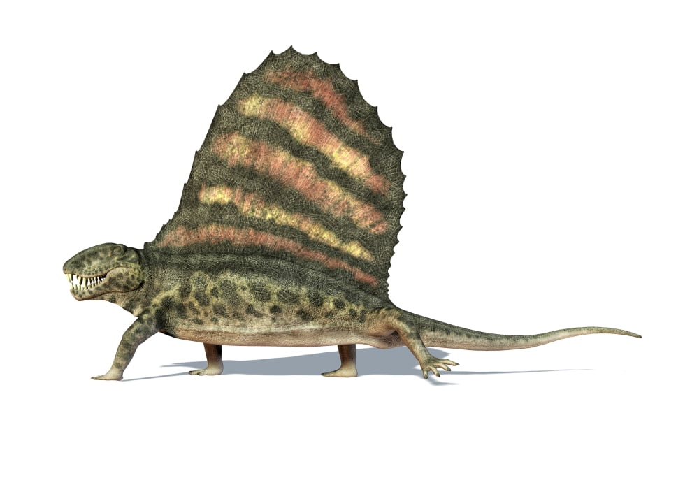 3D rendering of a Dimetrodon dinosaur Canvas Art - Leonello CalvettiStocktrek Images (34 x 24)