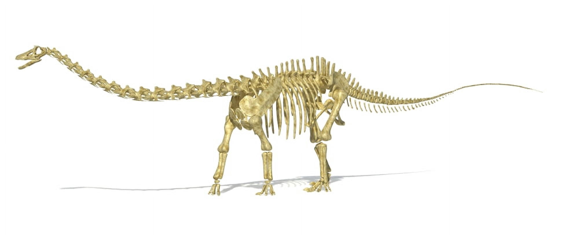 3D rendering of a Diplodocus dinosaur skeleton Canvas Art - Leonello CalvettiStocktrek Images (45 x 18)