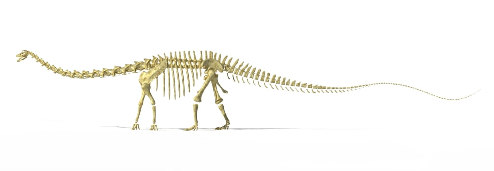 3D rendering of a Diplodocus dinosaur skeleton Canvas Art - Leonello CalvettiStocktrek Images (48 x 17)