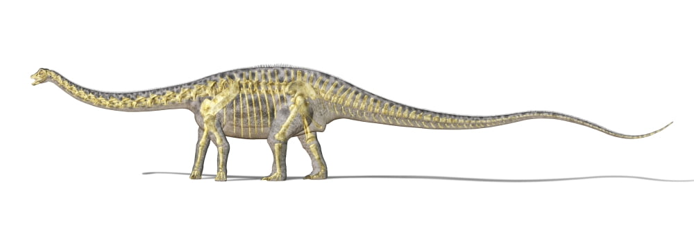 3D rendering of a Diplodocus dinosaur with full skeleton superimposed Canvas Art - Leonello CalvettiStocktrek Images (25 x 9)