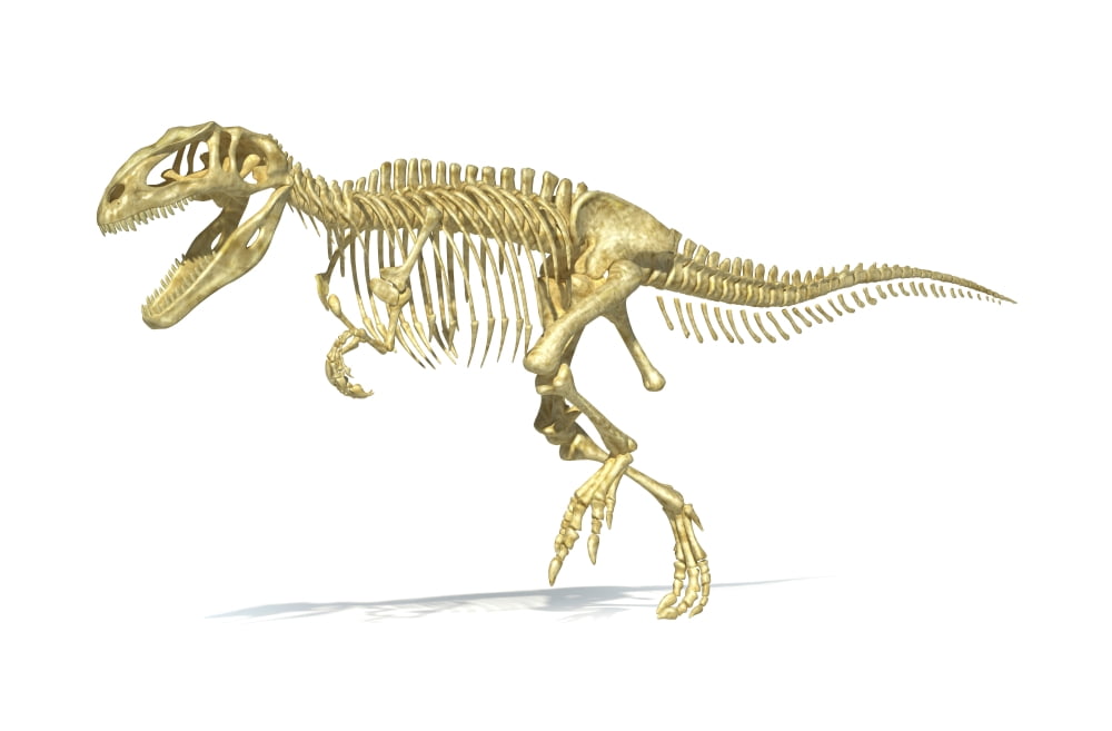 3D rendering of a Giganotosaurus dinosaur skeleton Canvas Art - Leonello CalvettiStocktrek Images (35 x 23)