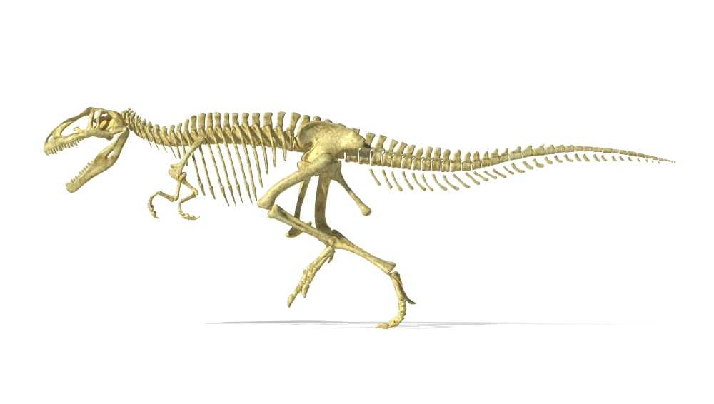 3D rendering of a Giganotosaurus dinosaur skeleton Canvas Art - Leonello CalvettiStocktrek Images (38 x 22)