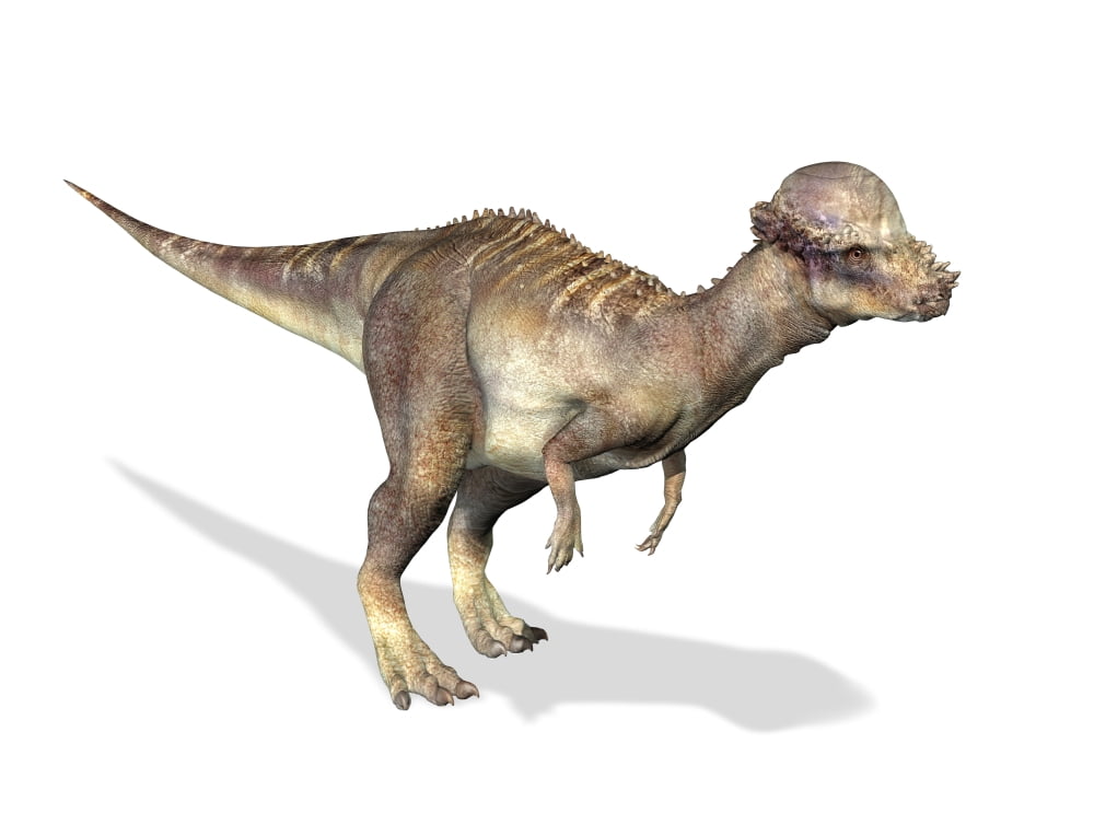 3D rendering of a Pachycephalosaurus dinosaur Canvas Art - Leonello CalvettiStocktrek Images (17 x 13)