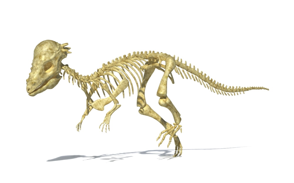 3D rendering of a Pachycephalosaurus dinosaur skeleton Canvas Art - Leonello CalvettiStocktrek Images (18 x 12)