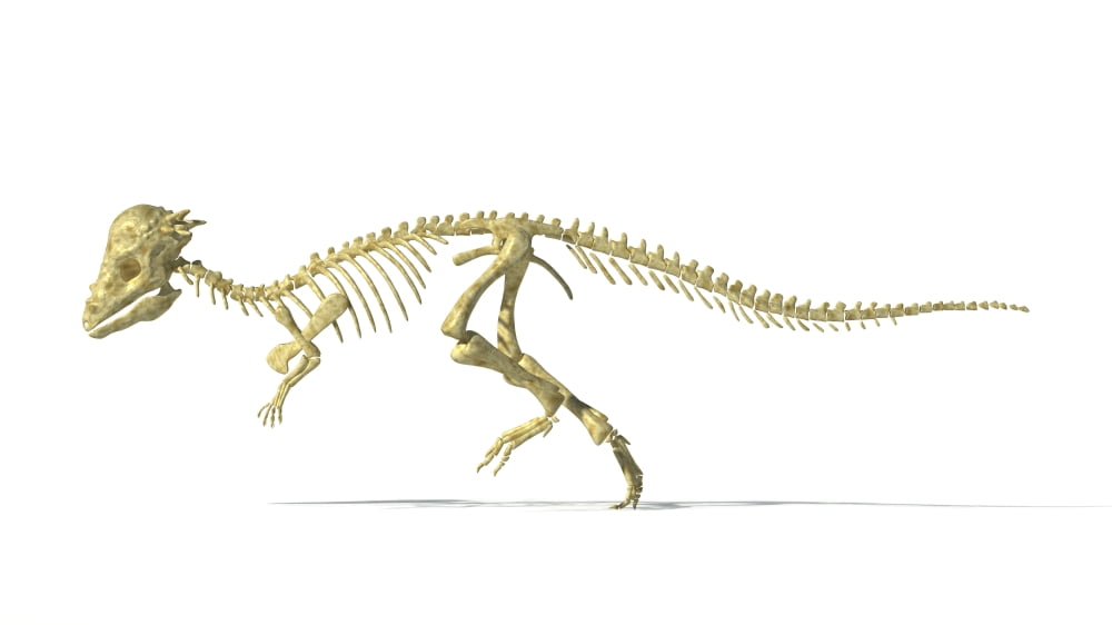 3D rendering of a Pachycephalosaurus dinosaur skeleton Canvas Art - Leonello CalvettiStocktrek Images (19 x 11)