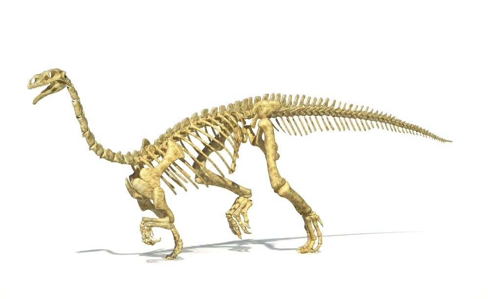 3D rendering of a Plateosaurus dinosaur skeleton Canvas Art - Leonello CalvettiStocktrek Images (36 x 22)