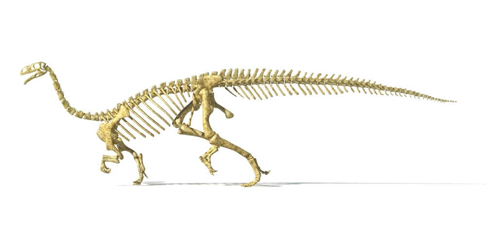 3D rendering of a Plateosaurus dinosaur skeleton Canvas Art - Leonello CalvettiStocktrek Images (42 x 20)