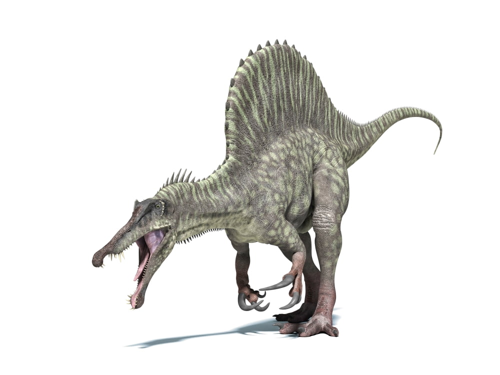 3D rendering of a Spinosaurus dinosaur Canvas Art - Leonello CalvettiStocktrek Images (17 x 13)