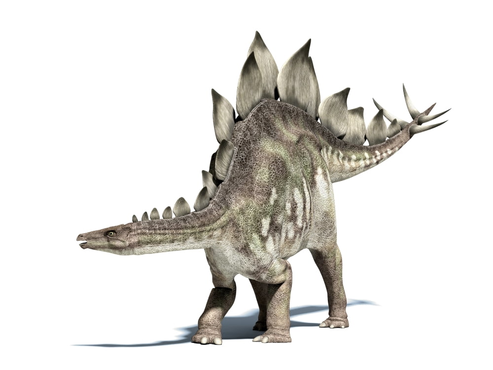 3D rendering of a Stegosaurus dinosaur Canvas Art - Leonello CalvettiStocktrek Images (33 x 25)