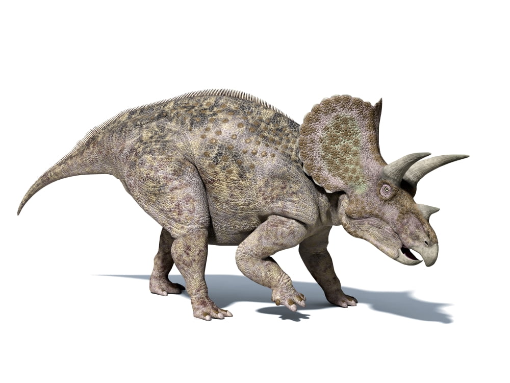 3D rendering of a Triceratops dinosaur Canvas Art - Leonello CalvettiStocktrek Images (33 x 25)