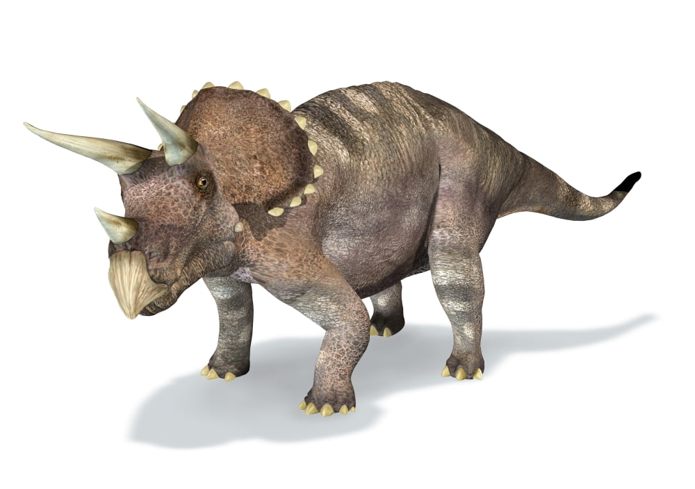 3D rendering of a Triceratops dinosaur Canvas Art - Leonello CalvettiStocktrek Images (34 x 24)