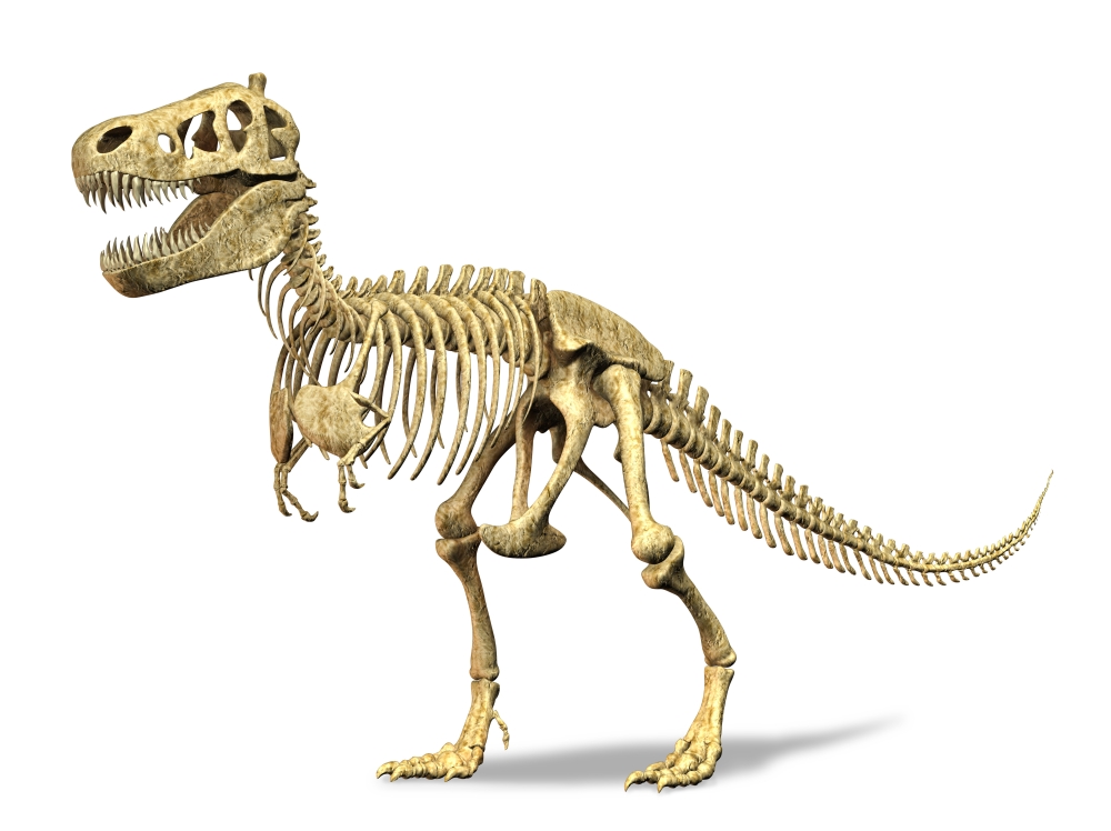 3D rendering of a Tyrannosaurus Rex dinosaur skeleton Canvas Art - Leonello CalvettiStocktrek Images (17 x 13)