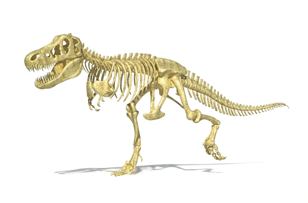 3D rendering of a Tyrannosaurus Rex dinosaur skeleton Canvas Art - Leonello CalvettiStocktrek Images (18 x 12)