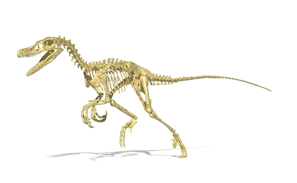 3D rendering of a Velociraptor dinosaur skeleton Canvas Art - Leonello CalvettiStocktrek Images (18 x 12)