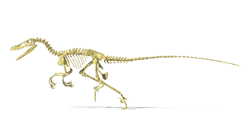 3D rendering of a Velociraptor dinosaur skeleton Canvas Art - Leonello CalvettiStocktrek Images (20 x 11)