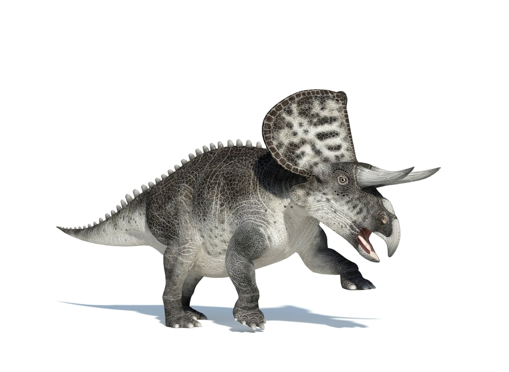 3D rendering of a Zuniceratops dinosaur Canvas Art - Leonello CalvettiStocktrek Images (17 x 13)