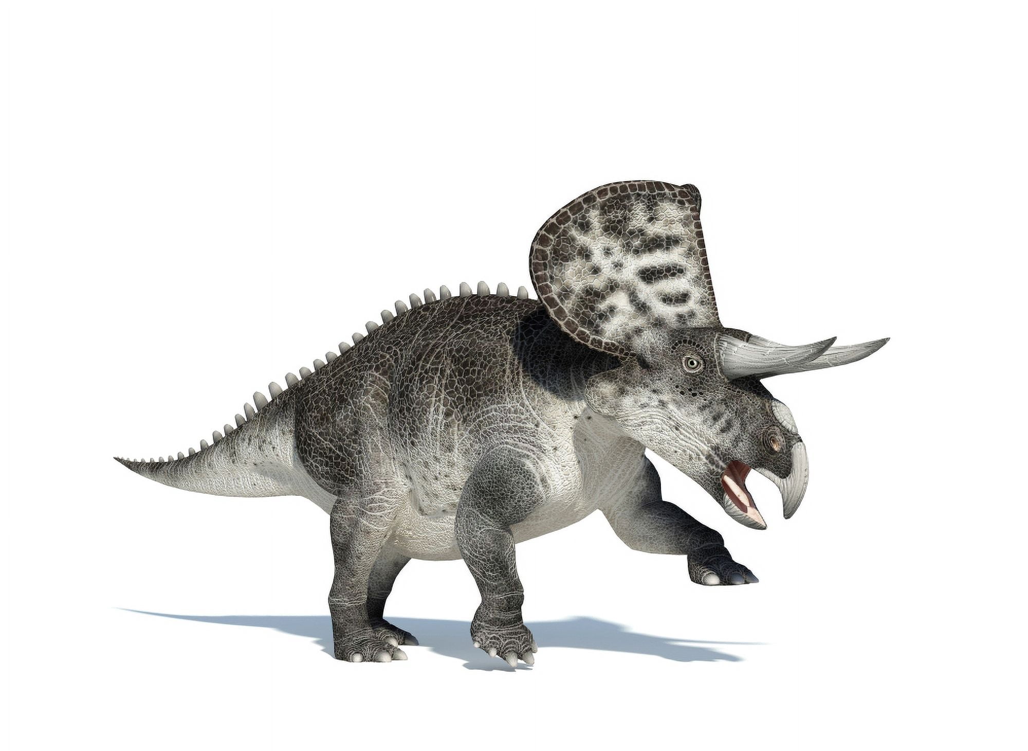 3D rendering of a Zuniceratops dinosaur Canvas Art - Leonello CalvettiStocktrek Images (34 x 25)