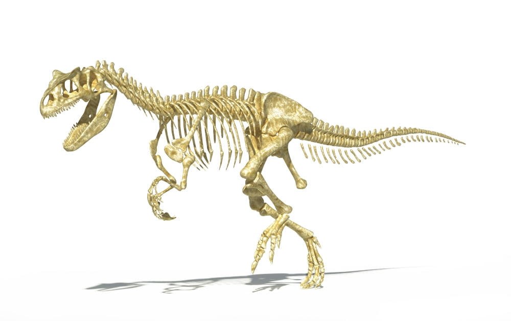 3D rendering of an Allosaurus dinosaur skeleton Canvas Art - Leonello CalvettiStocktrek Images (18 x 12)