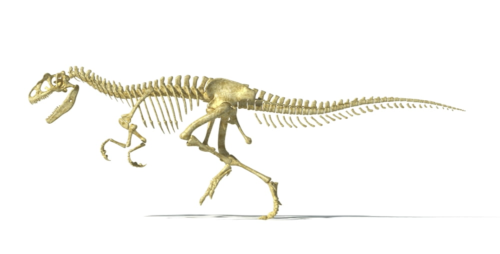 3D rendering of an Allosaurus dinosaur skeleton Canvas Art - Leonello CalvettiStocktrek Images (20 x 11)