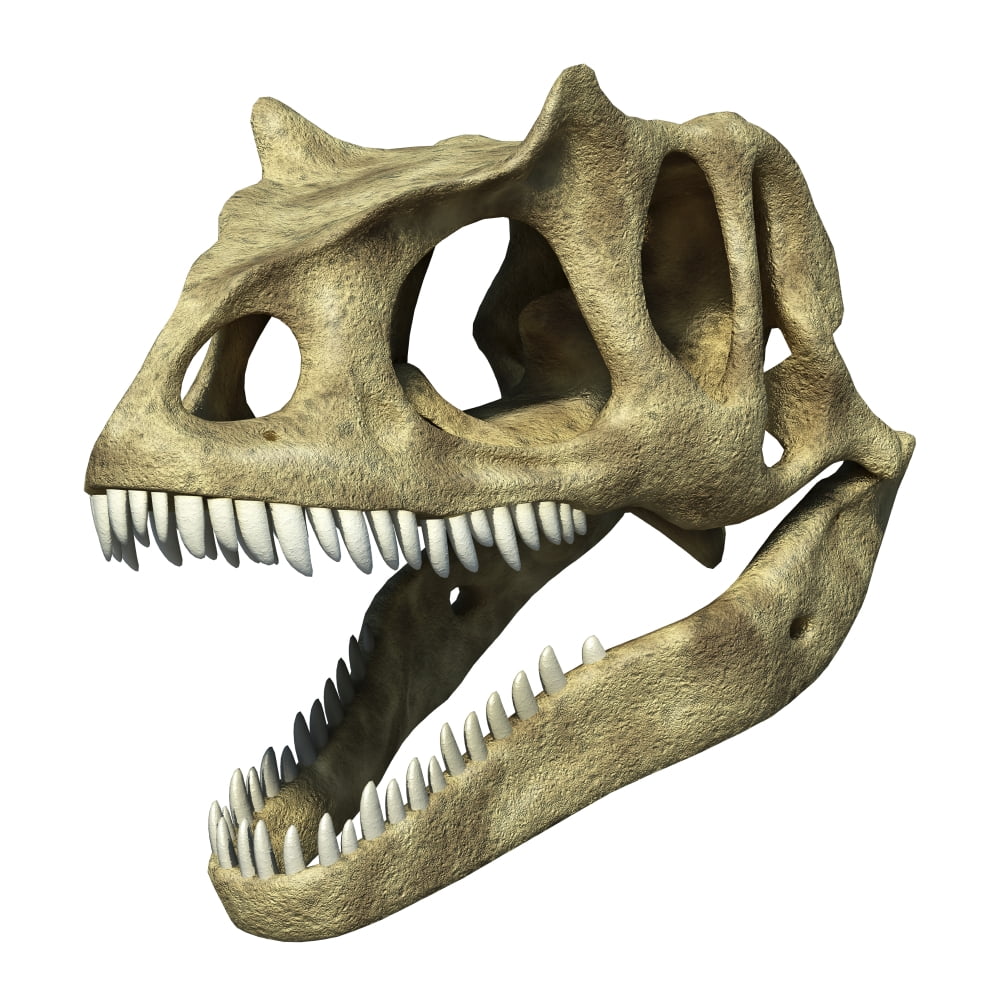3D rendering of an Allosaurus skull Canvas Art - Leonello CalvettiStocktrek Images (28 x 28)
