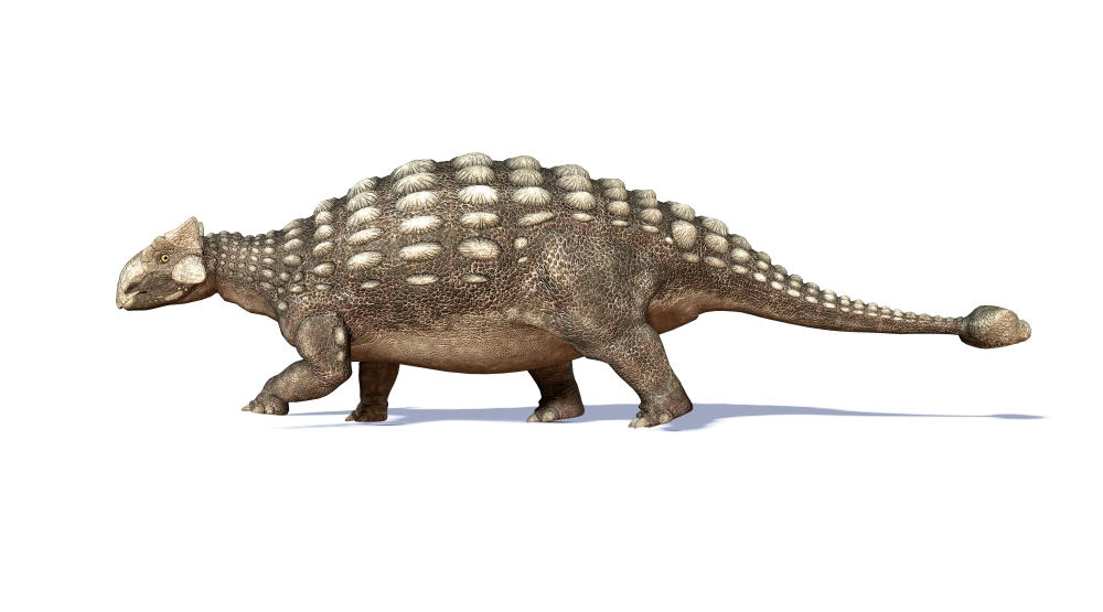 3D rendering of an Ankylosaurus dinosaur Canvas Art - Leonello CalvettiStocktrek Images (19 x 11)