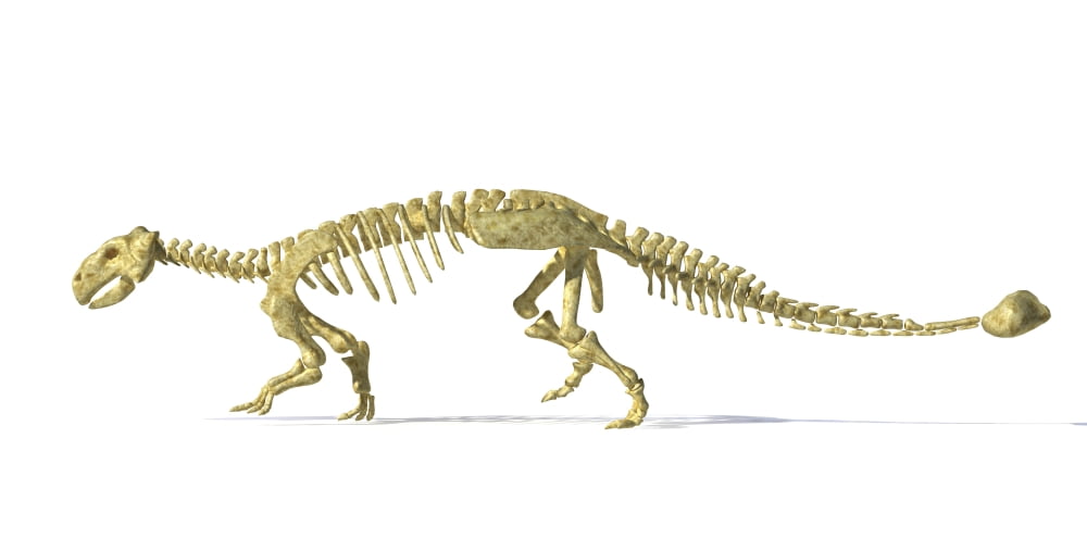 3D rendering of an Ankylosaurus dinosaur skeleton Canvas Art - Leonello CalvettiStocktrek Images (40 x 20)