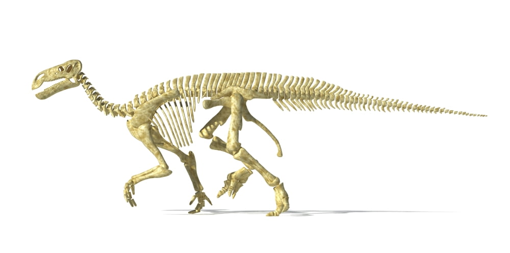 3D rendering of an Iguanodon dinosaur skeleton Canvas Art - Leonello CalvettiStocktrek Images (20 x 10)