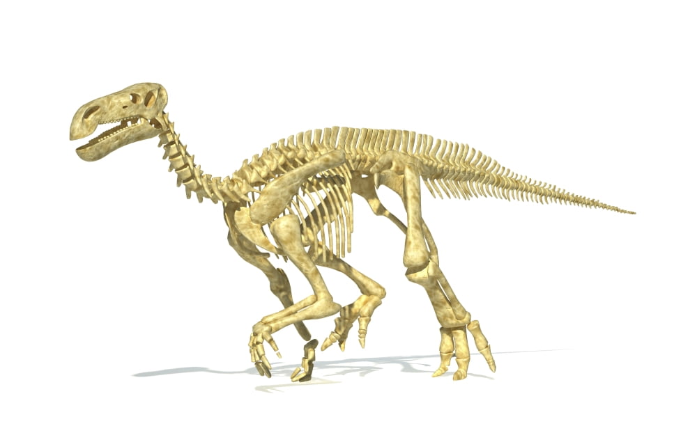 3D rendering of an Iguanodon dinosaur skeleton Canvas Art - Leonello CalvettiStocktrek Images (36 x 23)