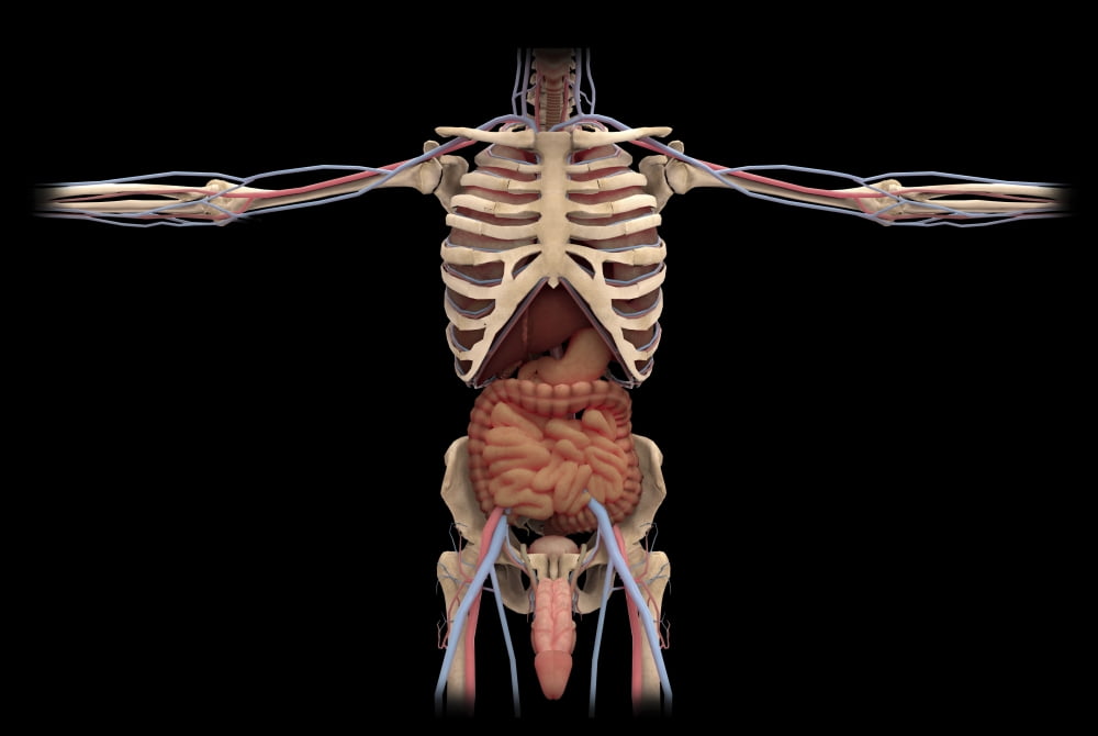 3D rendering of digestive system and male reproductive system Canvas Art - Stocktrek Images (17 x 12)