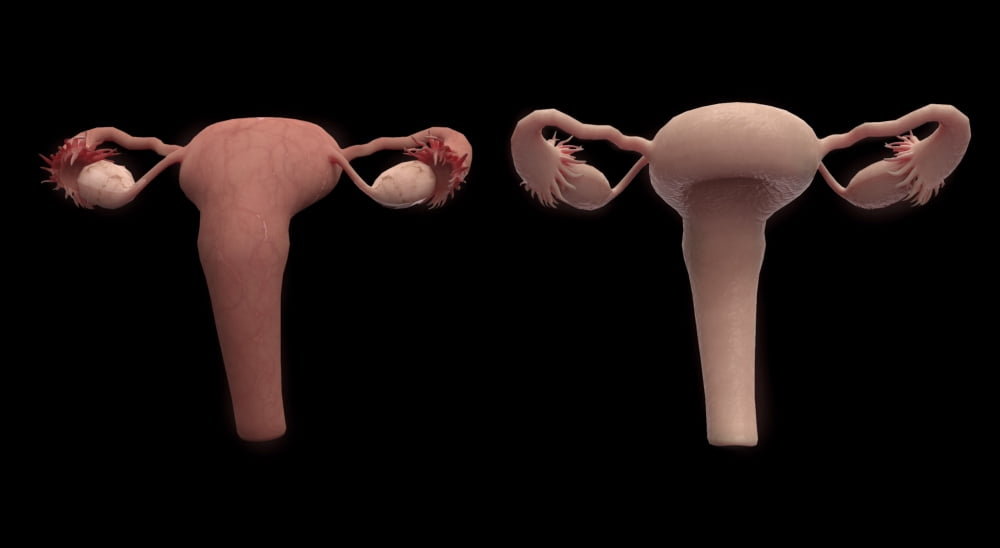 3D rendering of female reproductie system Canvas Art - Stocktrek Images (37 x 21)