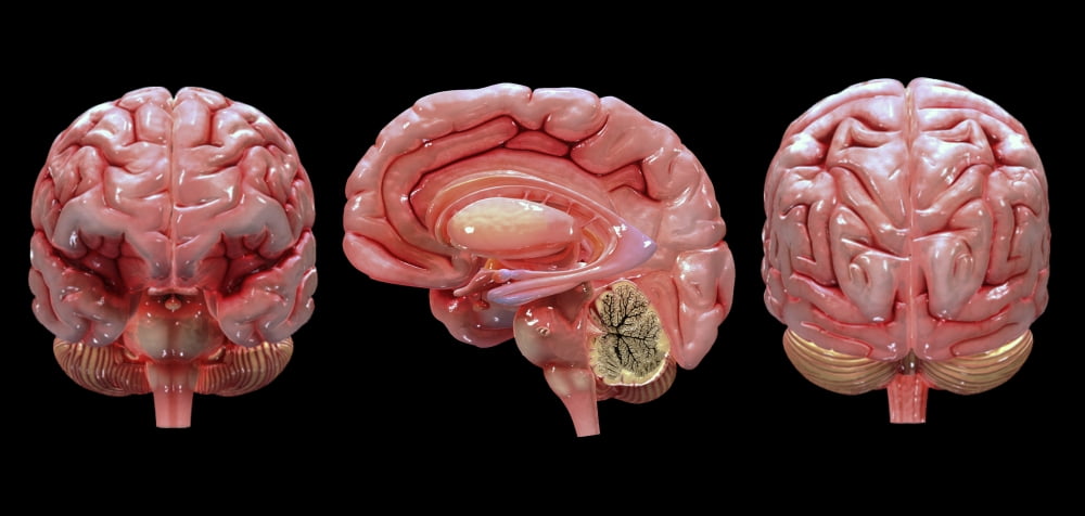 3D rendering of human brain Canvas Art - Stocktrek Images (40 x 19)