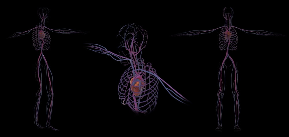 3D rendering of human circulatory system Canvas Art - Stocktrek Images (20 x 10)