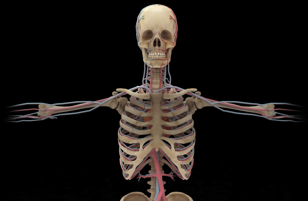 3D rendering of human circulatory system from the waist up Canvas Art - Stocktrek Images (18 x 12)