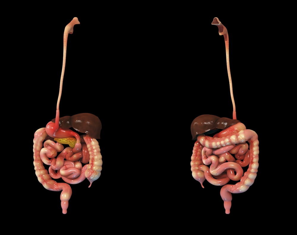 3D rendering of human digestive system Canvas Art - Stocktrek Images (16 x 13)