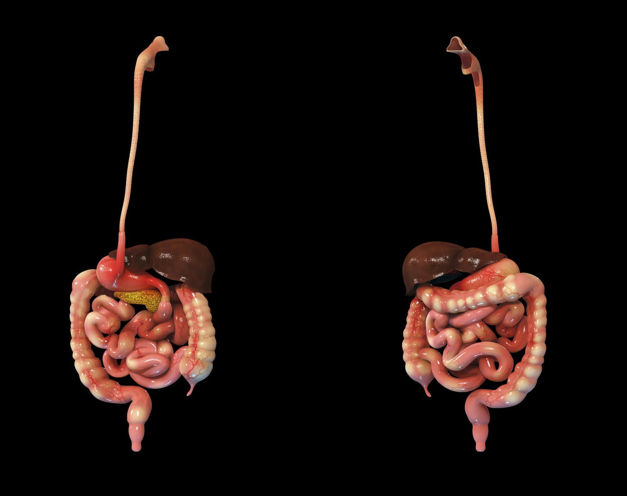 3D rendering of human digestive system Canvas Art - Stocktrek Images (32 x 26)