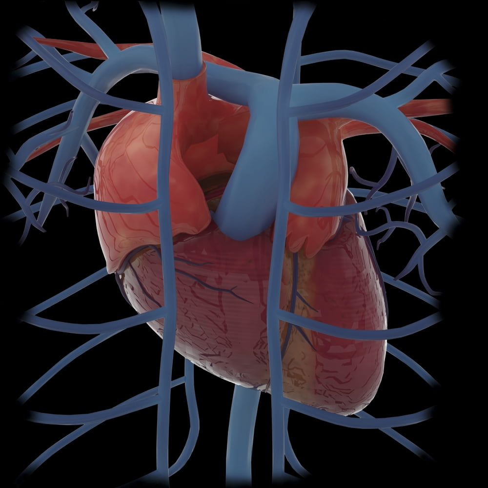 3D rendering of human heart and thoracic veins Canvas Art - Stocktrek Images (28 x 28)