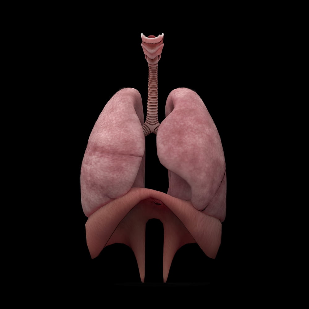 3D rendering of human lungs Canvas Art - Stocktrek Images (28 x 28)