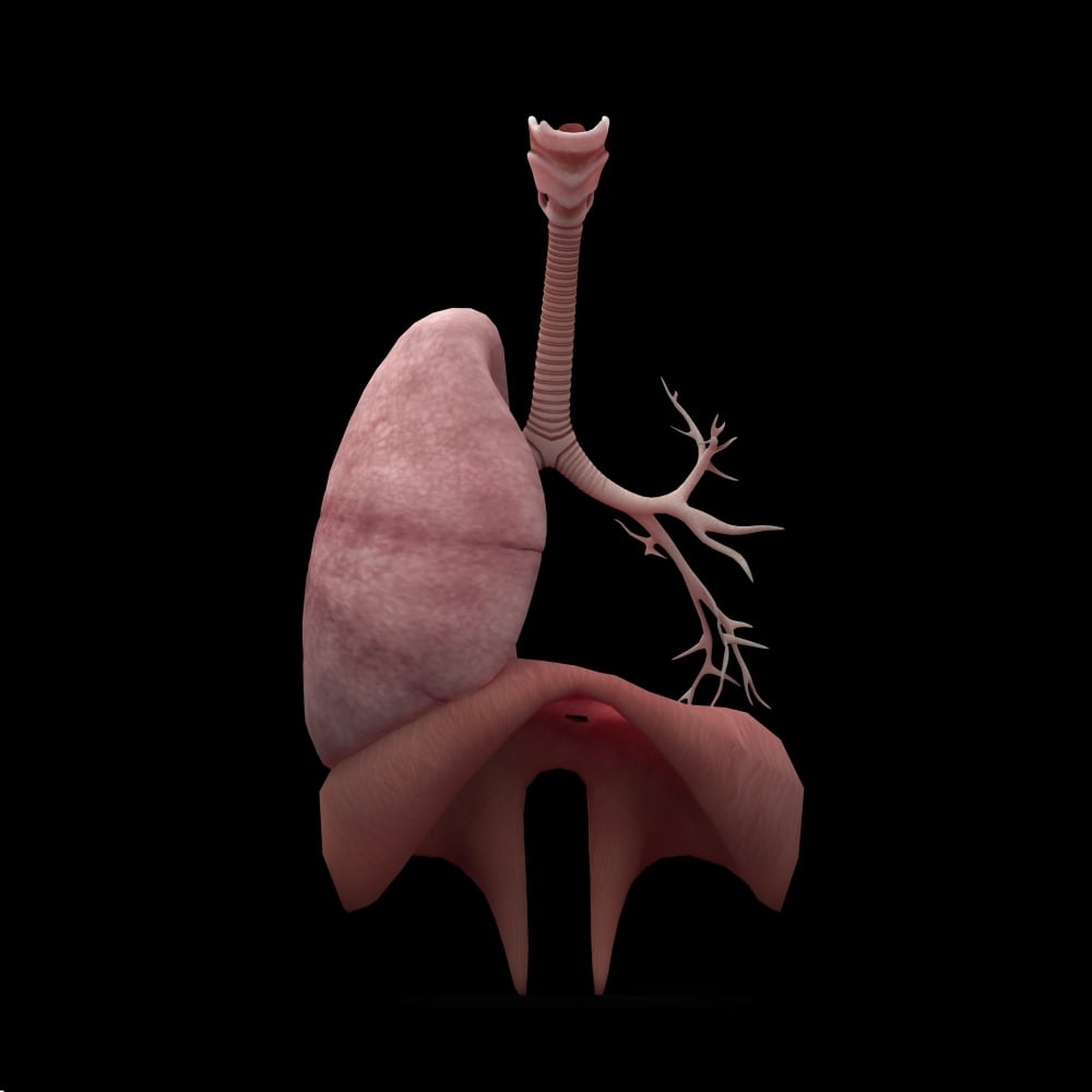 3D rendering of human lungs with respiratory tree and diaphragm Canvas Art - Stocktrek Images (28 x 28)