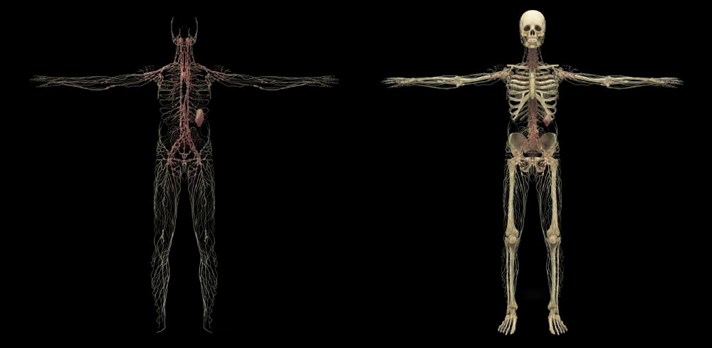 3D rendering of human lymphatic system Canvas Art - Stocktrek Images (21 x 10)