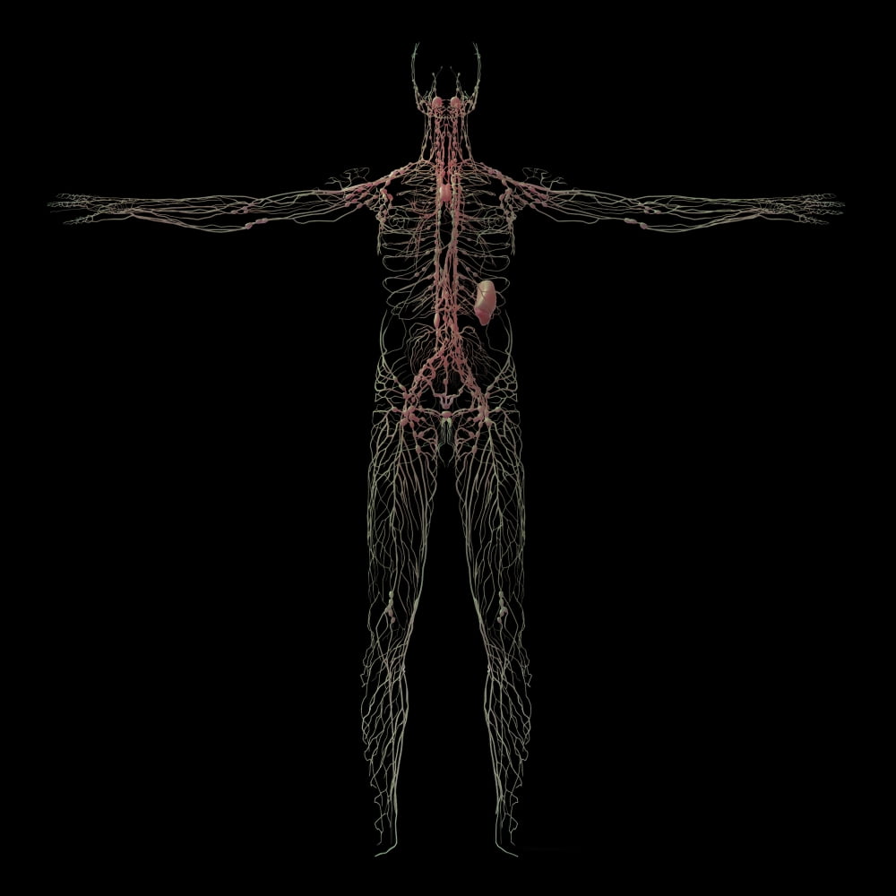 3D rendering of human lymphatic system Canvas Art - Stocktrek Images (28 x 28)