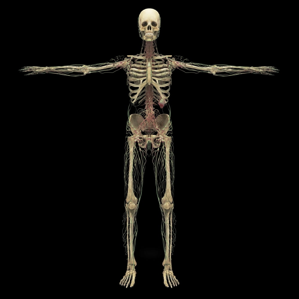 3D rendering of human lymphatic system with skeleton Canvas Art - Stocktrek Images (28 x 28)