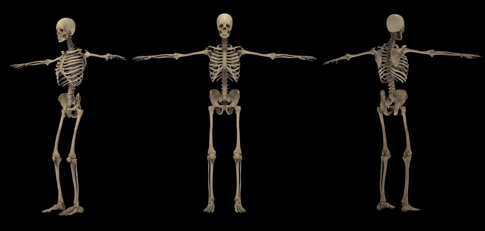 3D rendering of human skeletal system at different angles Canvas Art - Stocktrek Images (40 x 19)