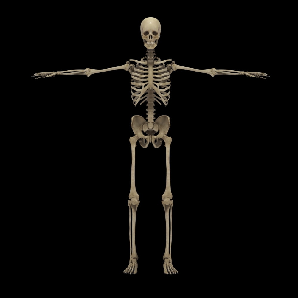 3D rendering of human skeletal system front view Canvas Art - Stocktrek Images (28 x 28)