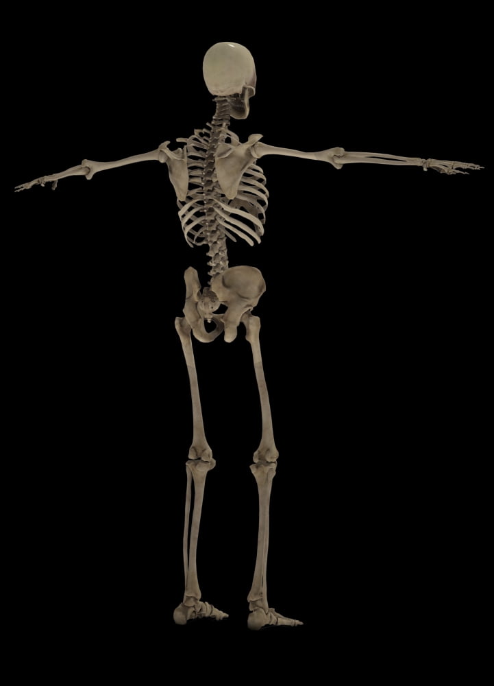 3D rendering of human skeletal system rear view Canvas Art - Stocktrek Images (24 x 33)